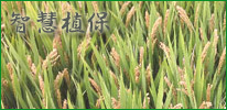 植保服务